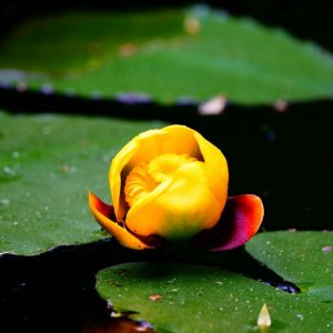 Das DING mit dem LOSLASSEN - kleine HELFERLEIN im DUALSEELENPROZESS