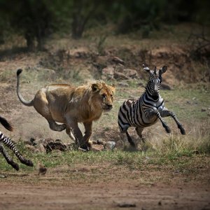 KOPF TÖTET HEILUNG! - Wieso dir dein VERSTAND bei deiner Heilung im Weg stehen kann und was das mit PROBLEMSUCHEN vs. LÖSUNGSDENKEN zu tun hat!